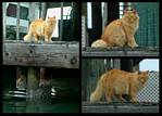 (37) dock kitty montage.jpg    (1000x720)    318 KB                              click to see enlarged picture